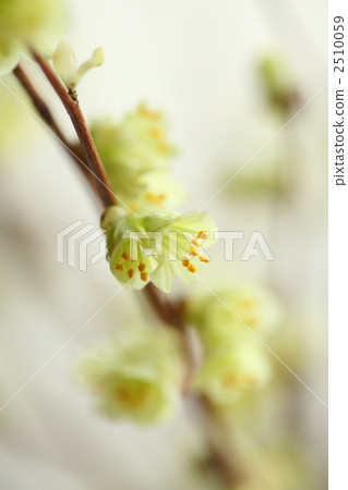white background, hamamelidaceae, witch-hazel family 2510059