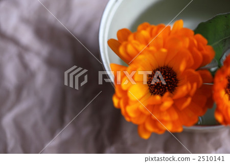 金盞花 萬壽菊 花道 2510141