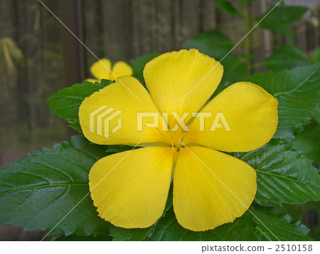 Trullella·Ulmifolia 2510158