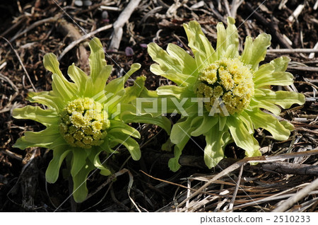 款冬 款冬 2510233