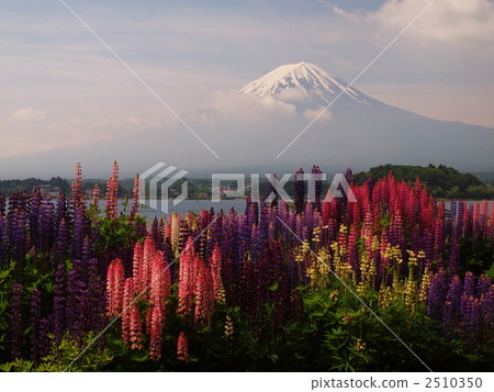 Mount Fuji and Lupine 2510350