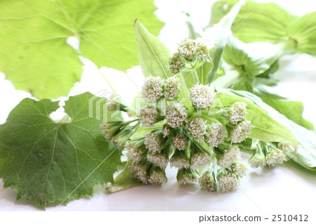 Flower blossoms and leaves 2510412