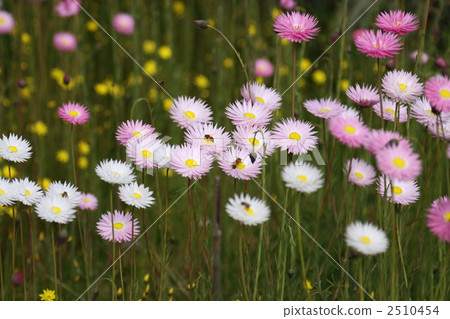  Flower garden 2510454