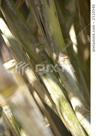 甘蔗 甘蔗 2510540