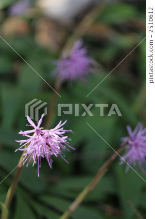 Shojo Bakama Shojo Bakama 2510612