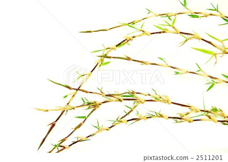 noshiba, behaved turf, bermuda grass 2511201