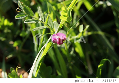 vetch, common vetch, the vetch 2511217