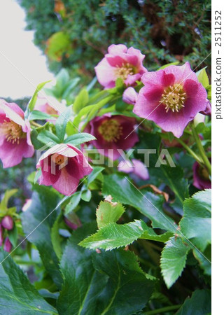 鐵筷子屬 萼片 藜蘆 2511252