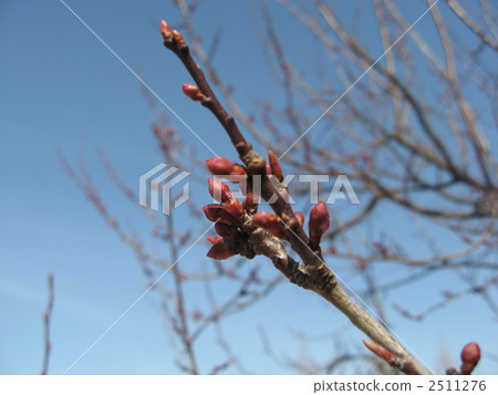 威尼斯莫莫 2511276