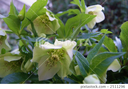 藜蘆 菟葵 單瓣花 2511296