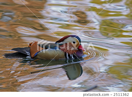 鴛鴦 2511362