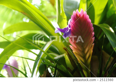 11月熱帶植物Tiranjia Kianaa菠蘿系15 2511560