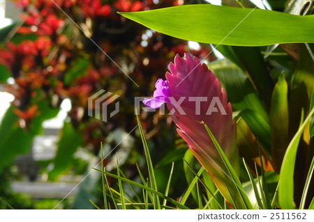 November Tropical plant Tirantia Kianaire and pineapple department 16 2511562