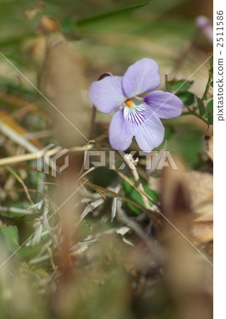 紫花堇菜 植物 植物學 2511586