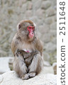 monkey, monkeys, beppu city 2511648