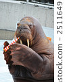 walrus, sea creature, marine animal 2511649