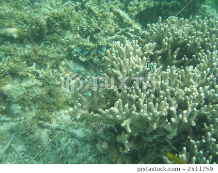珊瑚 小魚 宮古島 2511759