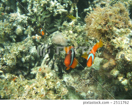 番茄海葵魚 小丑魚 新城海岸 2511762