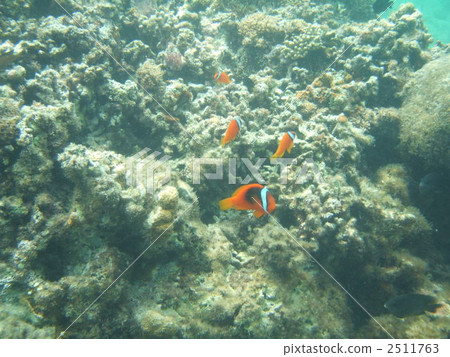小丑魚 番茄海葵魚 魚 2511763