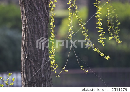 Willow Willow 2511779