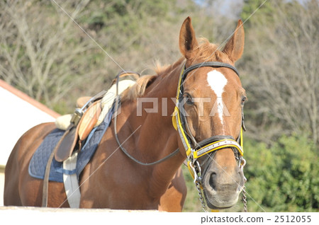 看著鏡頭 2512055