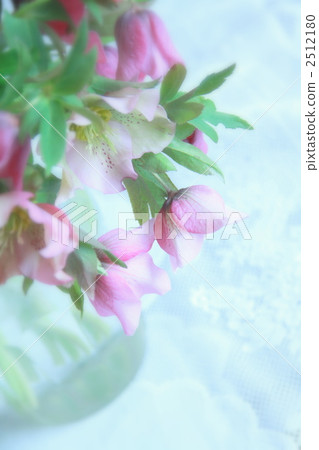 Christmas rose 2512180