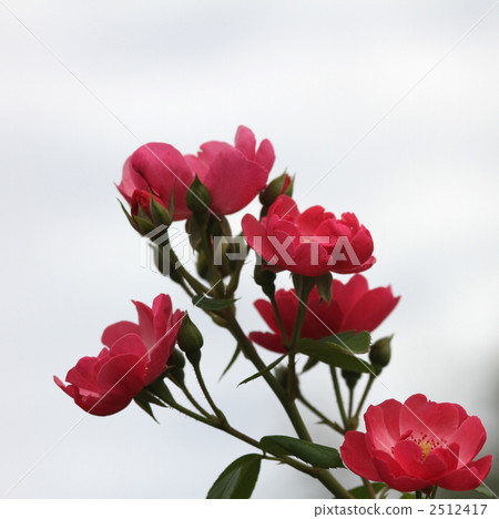 安吉拉 安吉拉 2512417