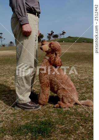 標準貴賓犬停止正面 標準貴賓犬停止正面 2512442