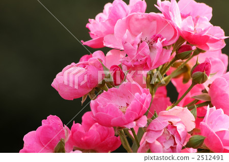 安吉拉 安吉拉 2512491