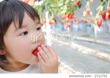 Strawberry picking 2512701