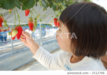 草莓採摘 2512706