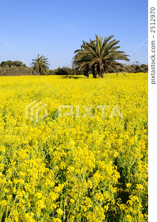 Rape blossoms of Atsumi Rape blossoms of Atsumi 2512970