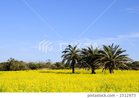 Rape blossoms of Atsumi Rape blossoms of Atsumi 2512973