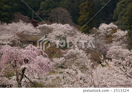 在哈斯神廟的櫻花 2513324