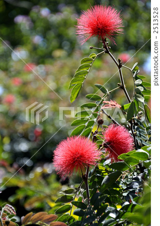 朱纓花 2513528