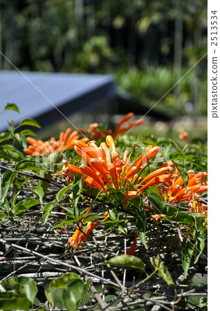 Kaen Kazura Kaen Kazura 2513534