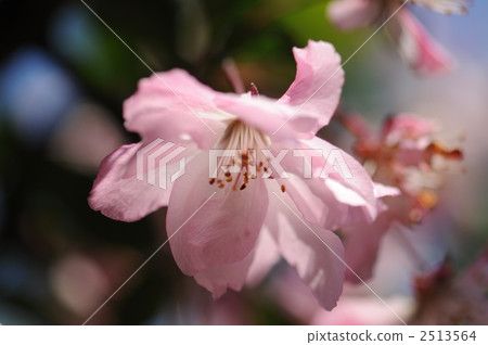 杜鵑花 2513564