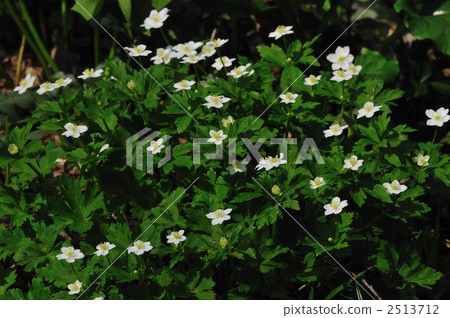 anemone pseudo-altaica, bloom, blossom 2513712