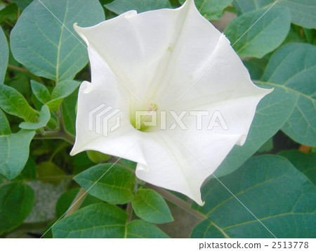 牽牛花 牽牛花 2513778