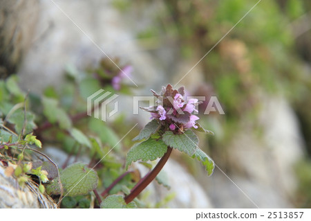 紫色死蕁麻 唇形科像草 小野芝麻 2513857