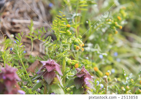 prickly sow thistle, serrated, dentate 2513858