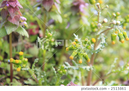 weed, weeds, early spring 2513861