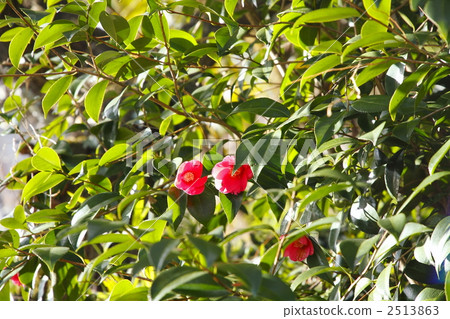 thicket camellia, bloom, blossom 2513863
