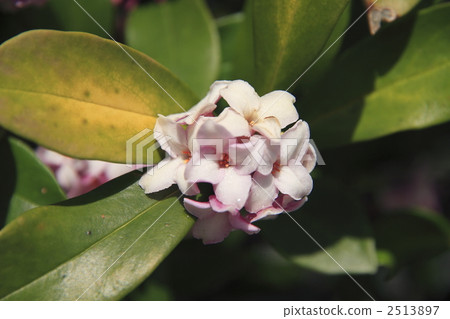 瑞香 達芙妮種加詞 花朵 2513897