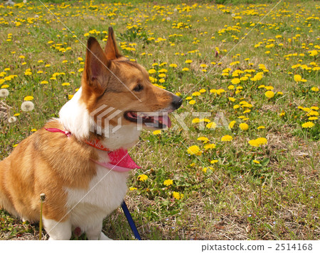 柯基犬和蒲公英1 2514168