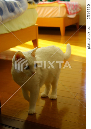 Uchinenko Uchinenko 2514310