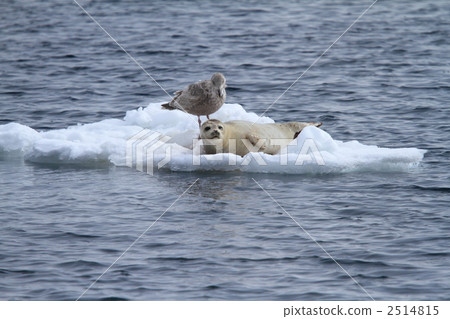 Sea of drift ice, seals and seagulls 2514815