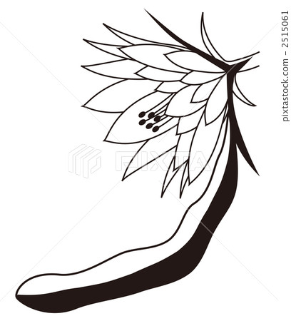 曇花 曇花 2515061