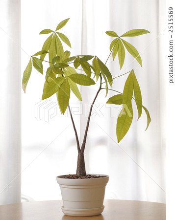 中美木棉屬 室內盆栽 觀葉植物 2515569