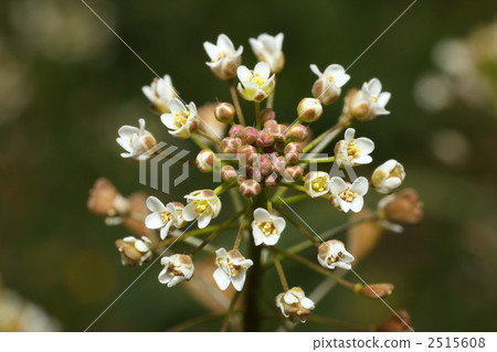 capsella bursa-pastori, shepherd's purse, botanic 2515608